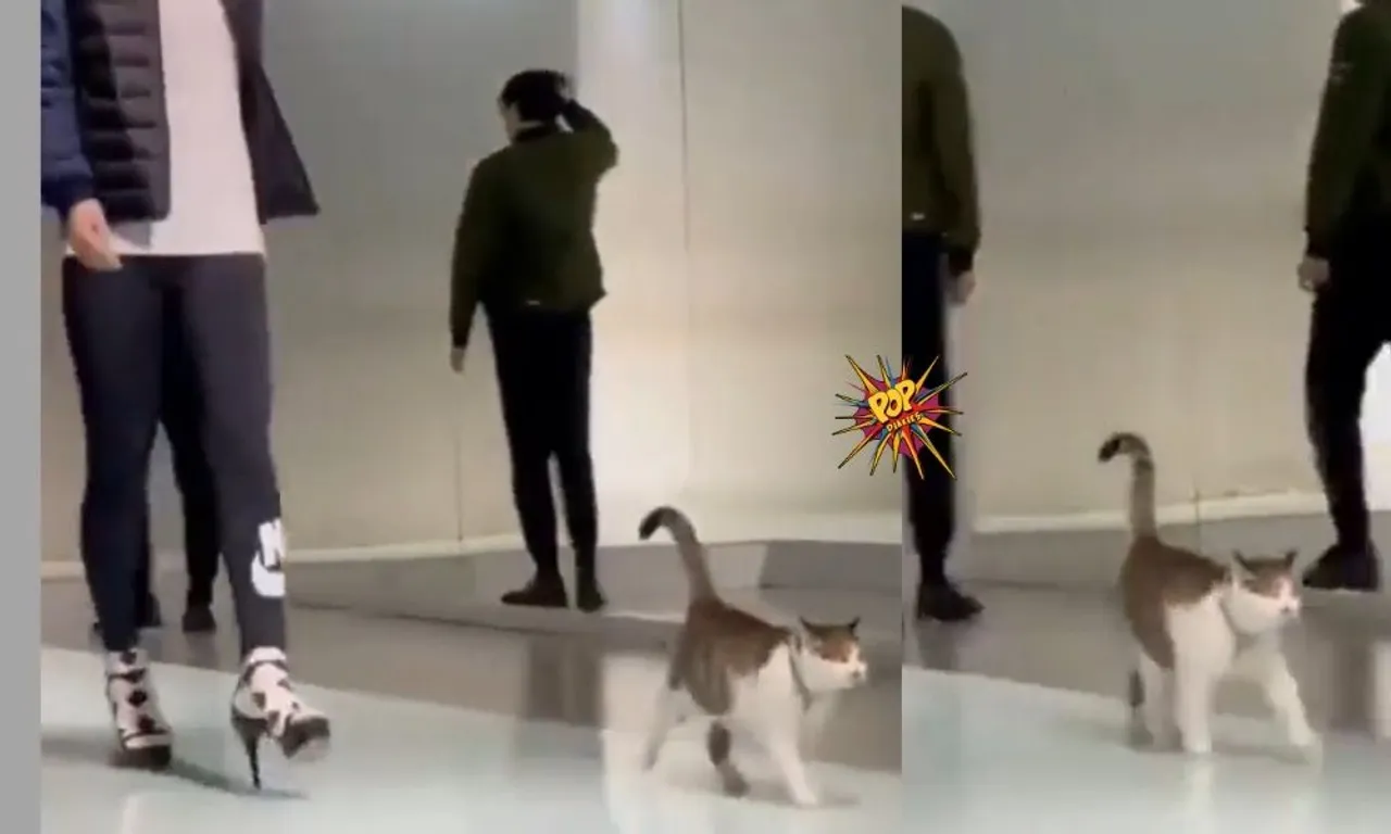 When Cute Cat Showed, How To Do The Catwalk On The Ramp, Have a look on it!!