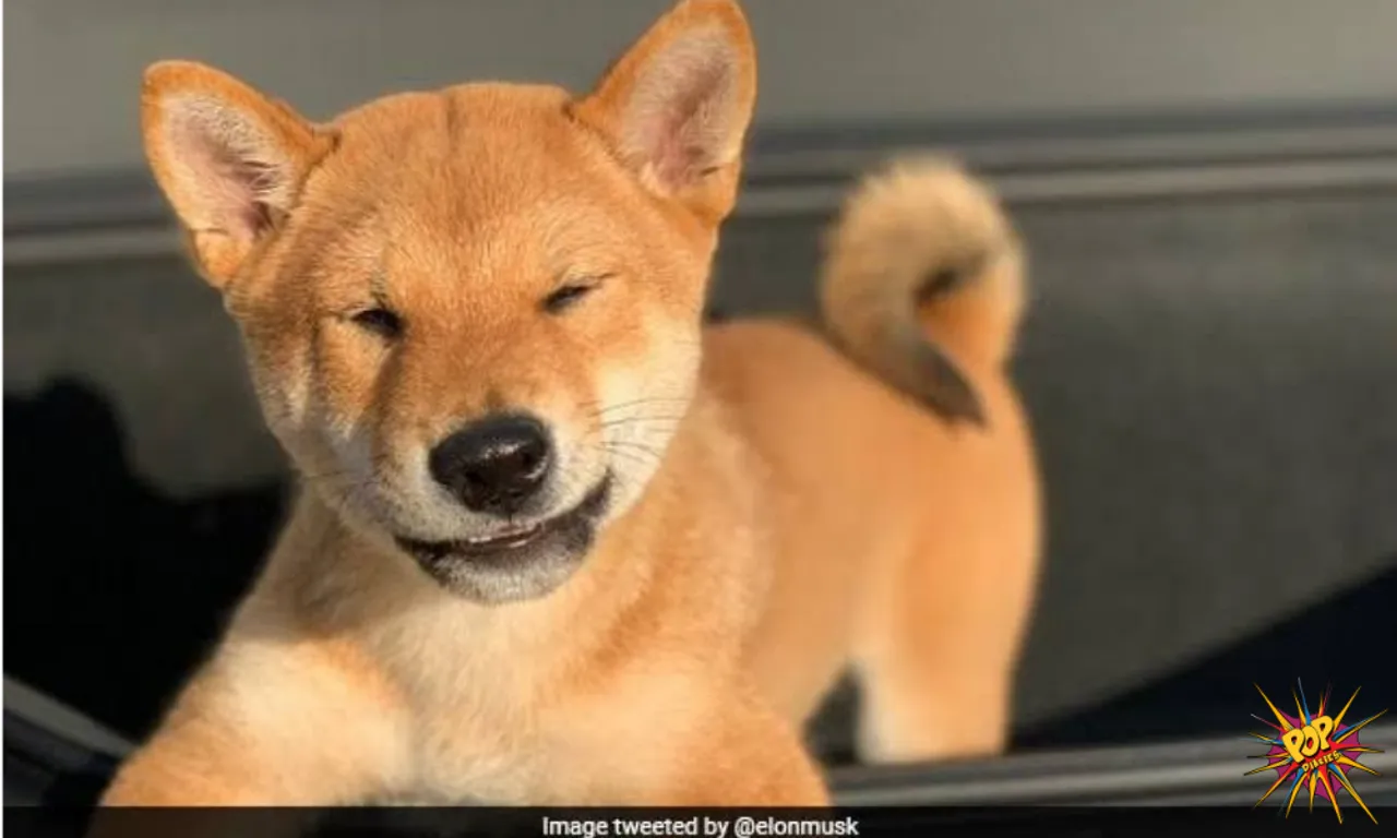 Elon Musk on twitter posts an adorable photo of his Shiba inu puppy sitting on a Tesla. Internet gave amazing reaction, know it: