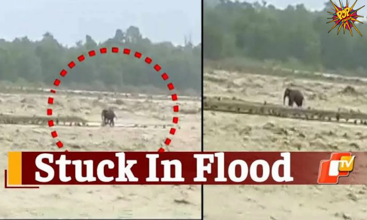 Elephant gets stuck amidst a Uttarakhand floods, watch to know what happened next!