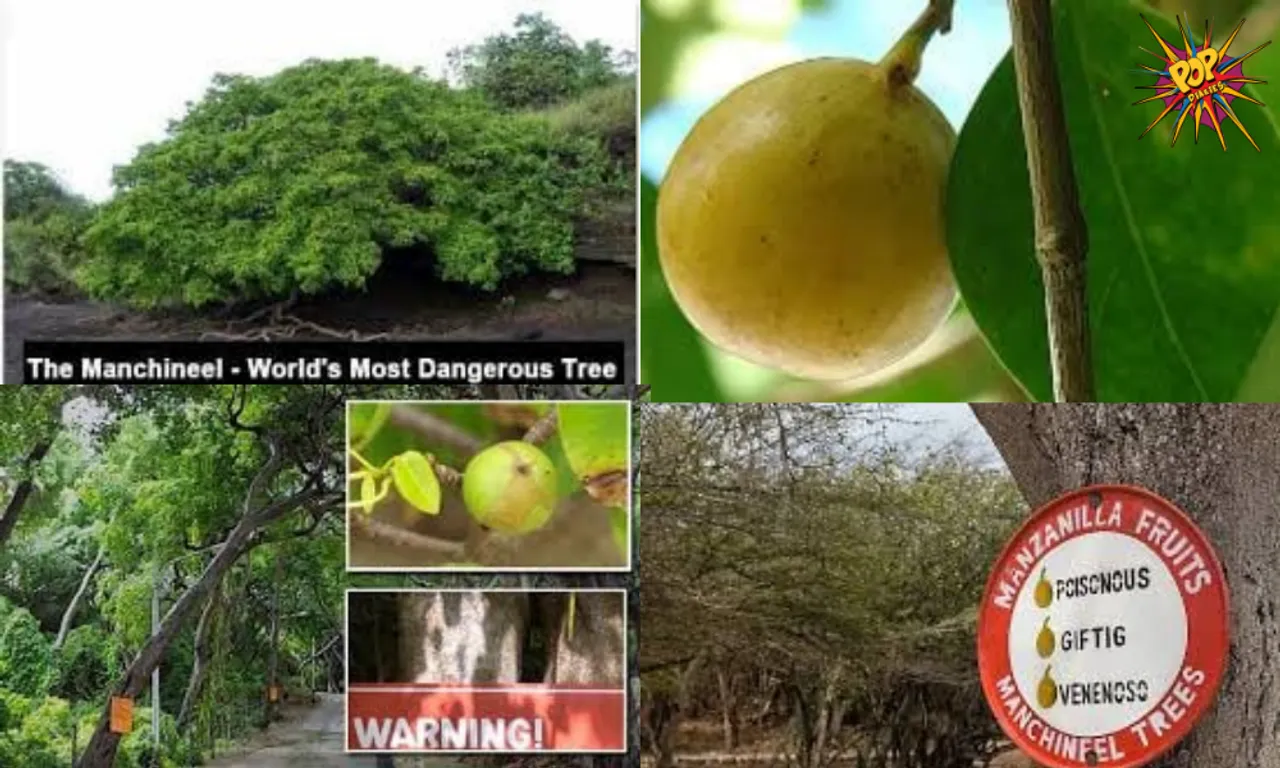 Manchineel: The 'Deadliest Tree In The World' Is So Dangerous You Could Die Just By Standing Under It!