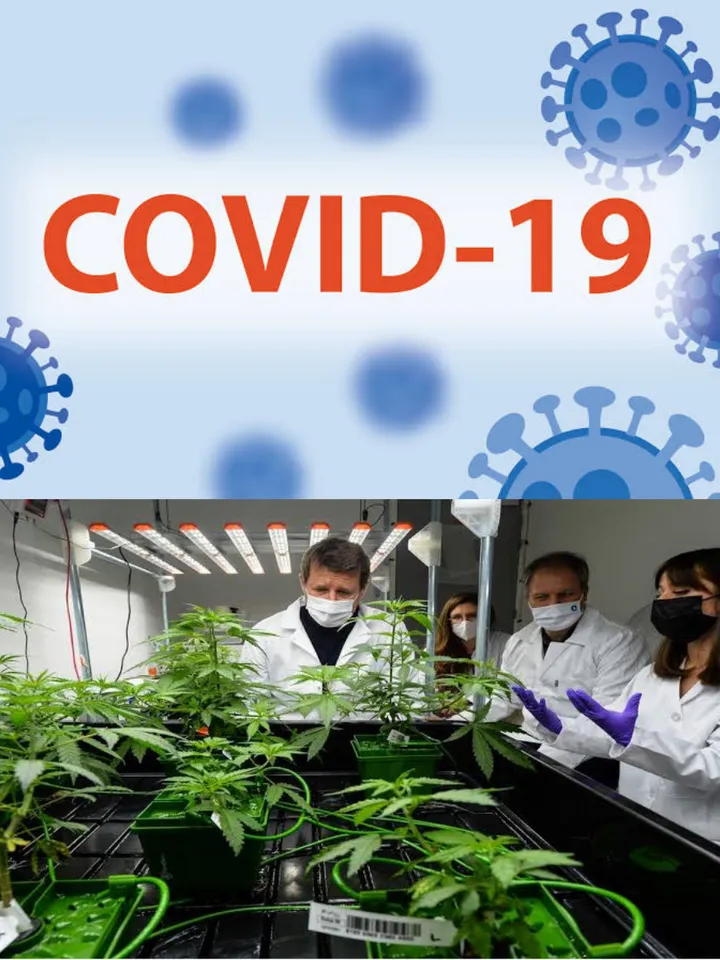 This Plant Prevent Covid from penetrating in Human Cells as Per Scientists, Will this End Covid , Know Below :