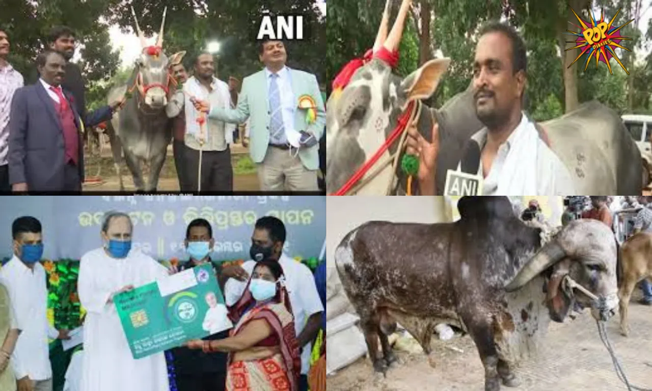 At Bengaluru Krishi Mela, This Rare Breed Of Bull Is Main Attraction!