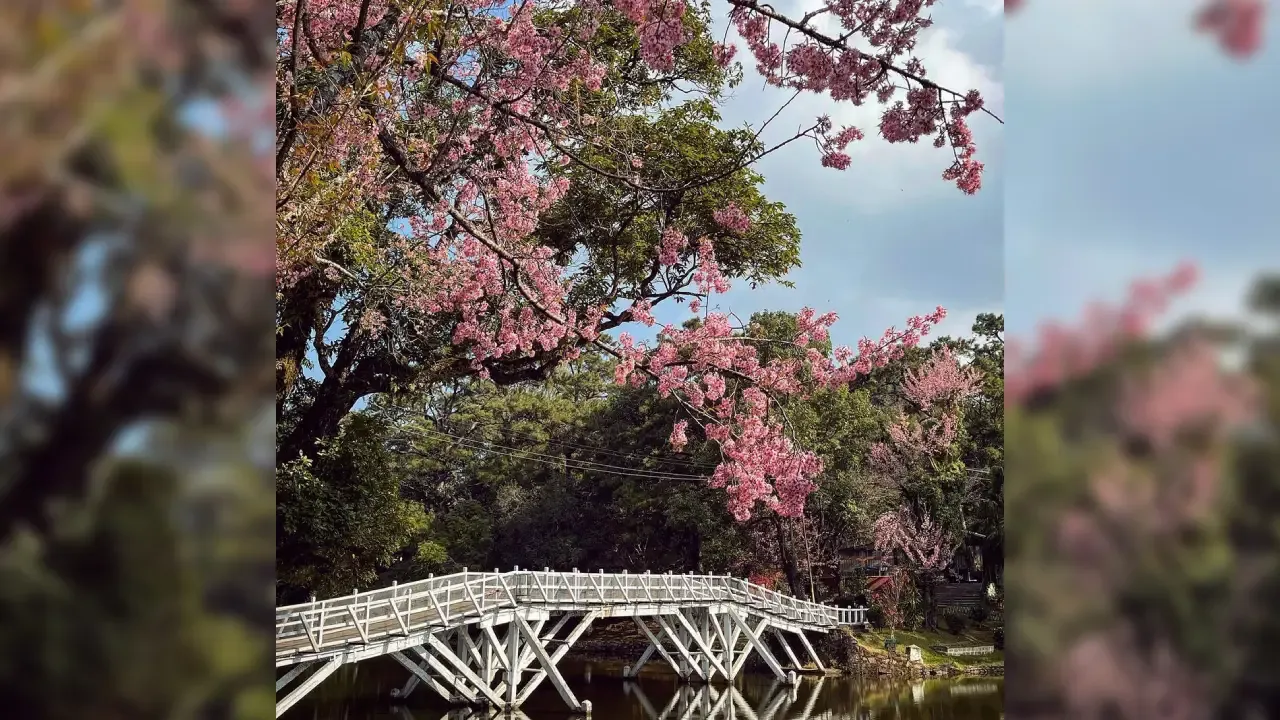 Shillong Cherry Blossom Festival With Exciting Lineup Starts Tomorrow