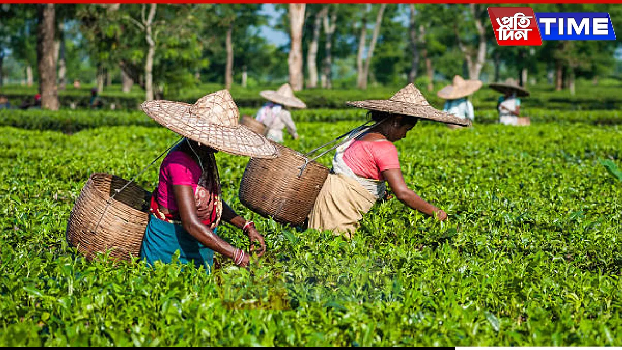 Assam Tea Industry Defies Production Decline with Strong Auction Performance