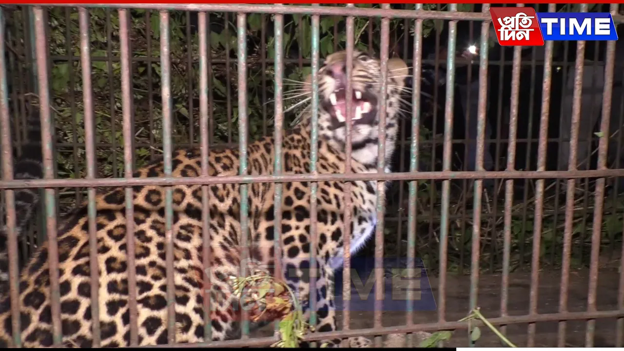 Leopard caged in Assam
