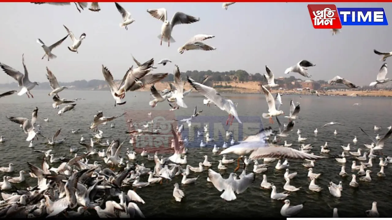 Siberian Birds Soar Over Sangam, Adding to Prayagraj’s Divine Aura