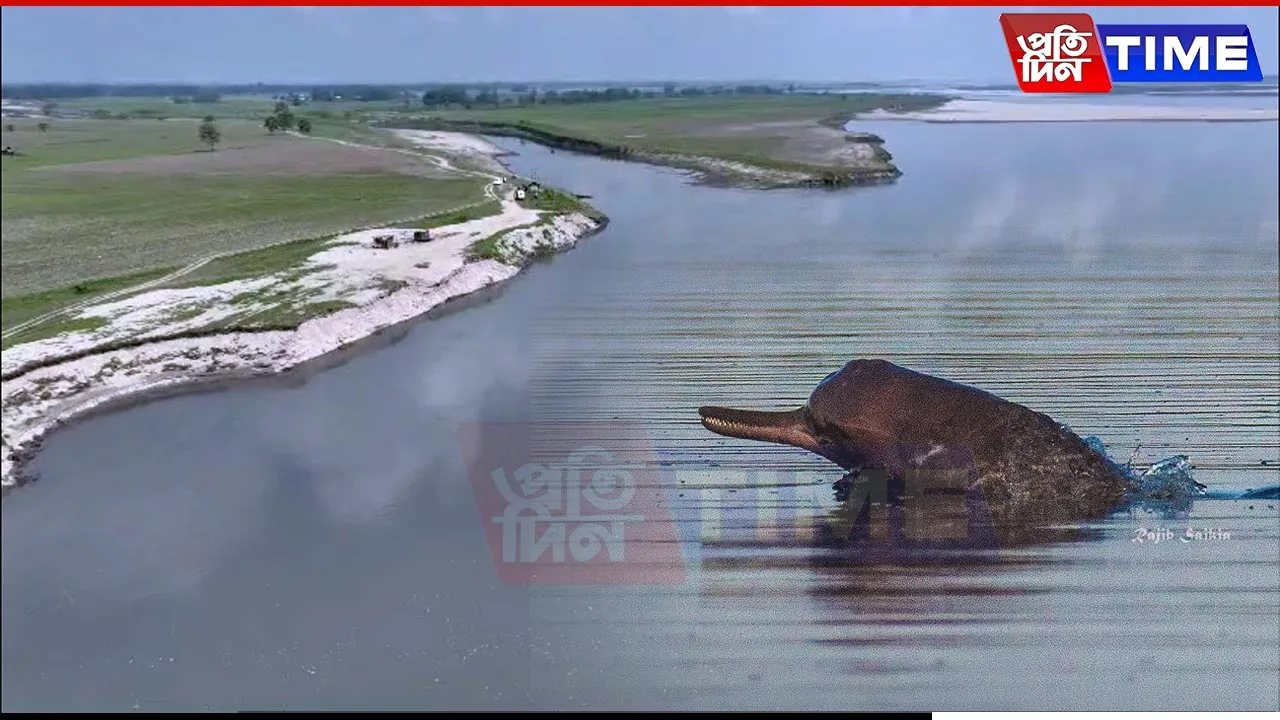River Dolphin Population in Subansiri Declines by 50% in Four Years: Survey