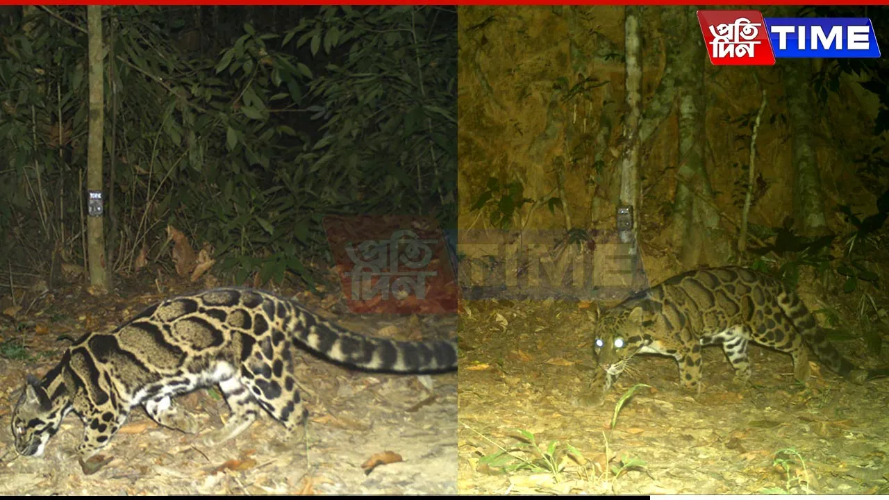 Assam Forest Minister Shares Rare Clouded Leopard Sighting from Dehing Patkai