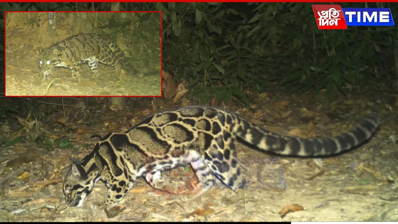Dehing Patkai Survey Unveils Eight Wild Cat Species, Including the Elusive Clouded Leopard