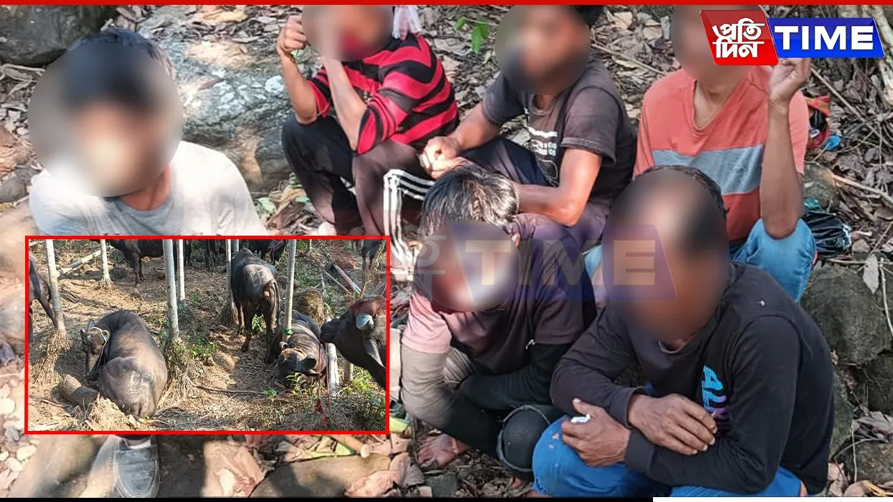 BSF Meghalaya Foils Cattle Smuggling Attempt, Five Apprehended