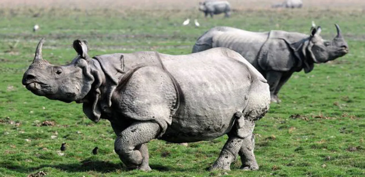 Rhino Census to begin at Kaziranga National Park