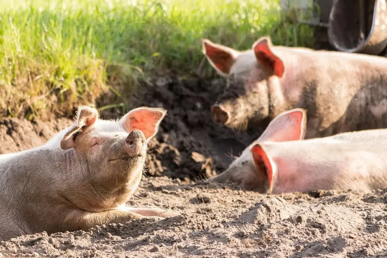 Meghalaya: Umshorshor Village Declared Epicenter of African Swine Fever