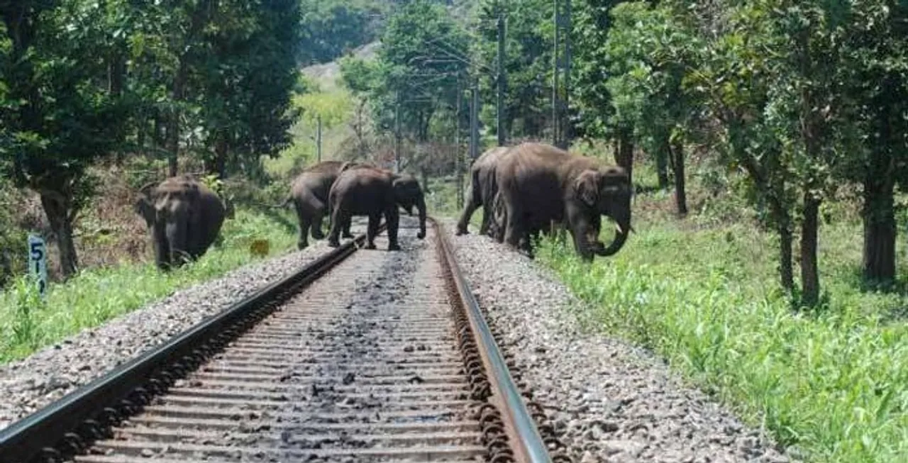Assam: Train Mows Down Jumbo In Karbi Anglong