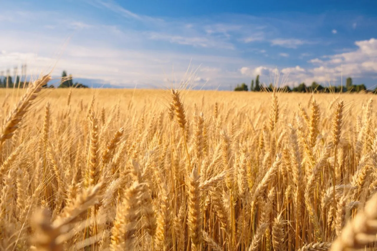 India Bans Wheat Exports