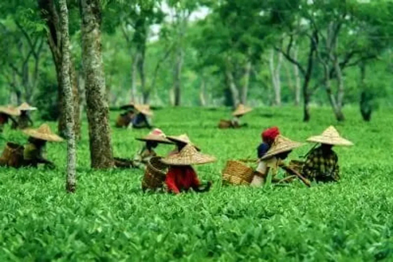 Assam Govt Introduces 3% Reservation for Tea Tribe, Adivasi Communities In Teacher Recruitment