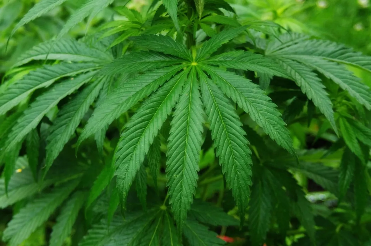 Assam: Cannabis Consignment Worth 1 Cr Seized In Gossaigaon