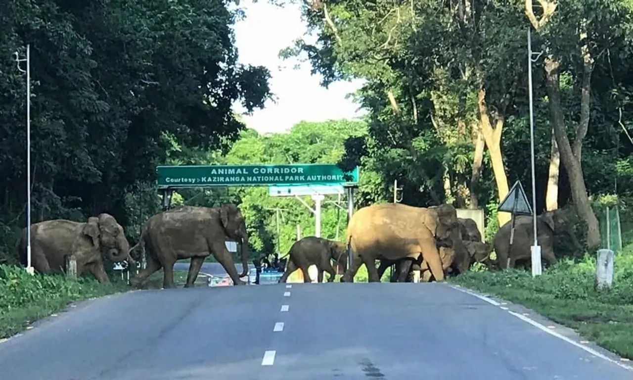 Speed Limit Set On NH-37 Along Kaziranga NP For Animals' Safety