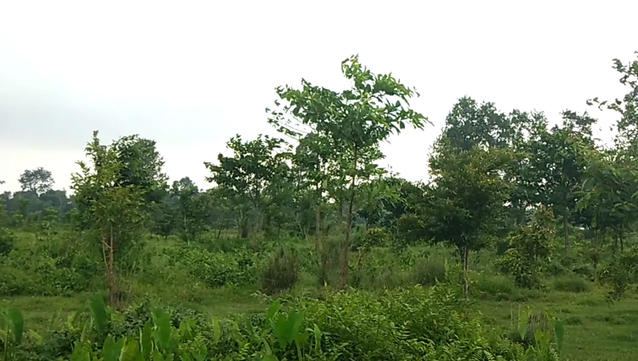 World Environment Day Celebrated Across Globe