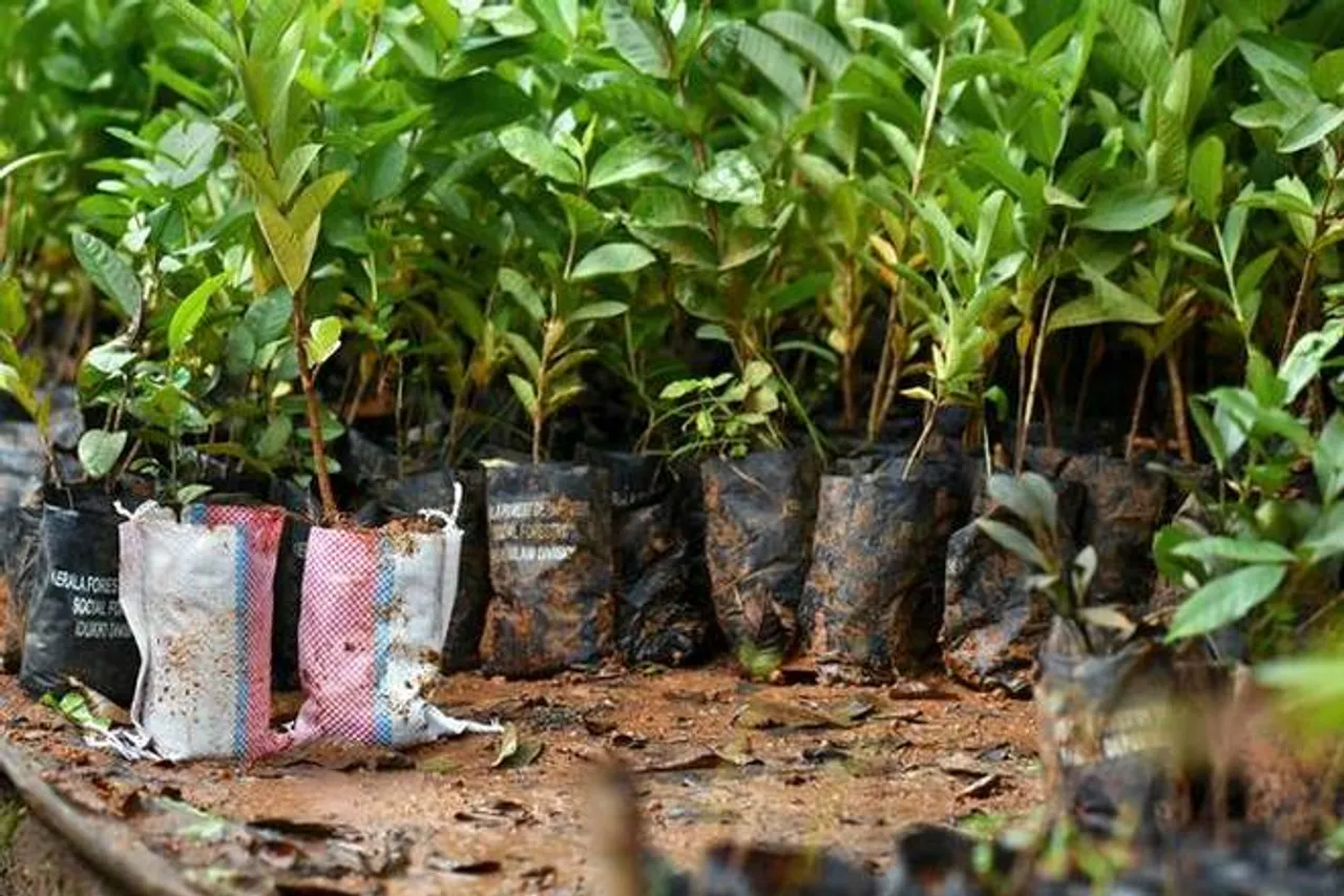 Assam: Villagers of Dhansiri to Plant 1 Lakh Saplings on June 5