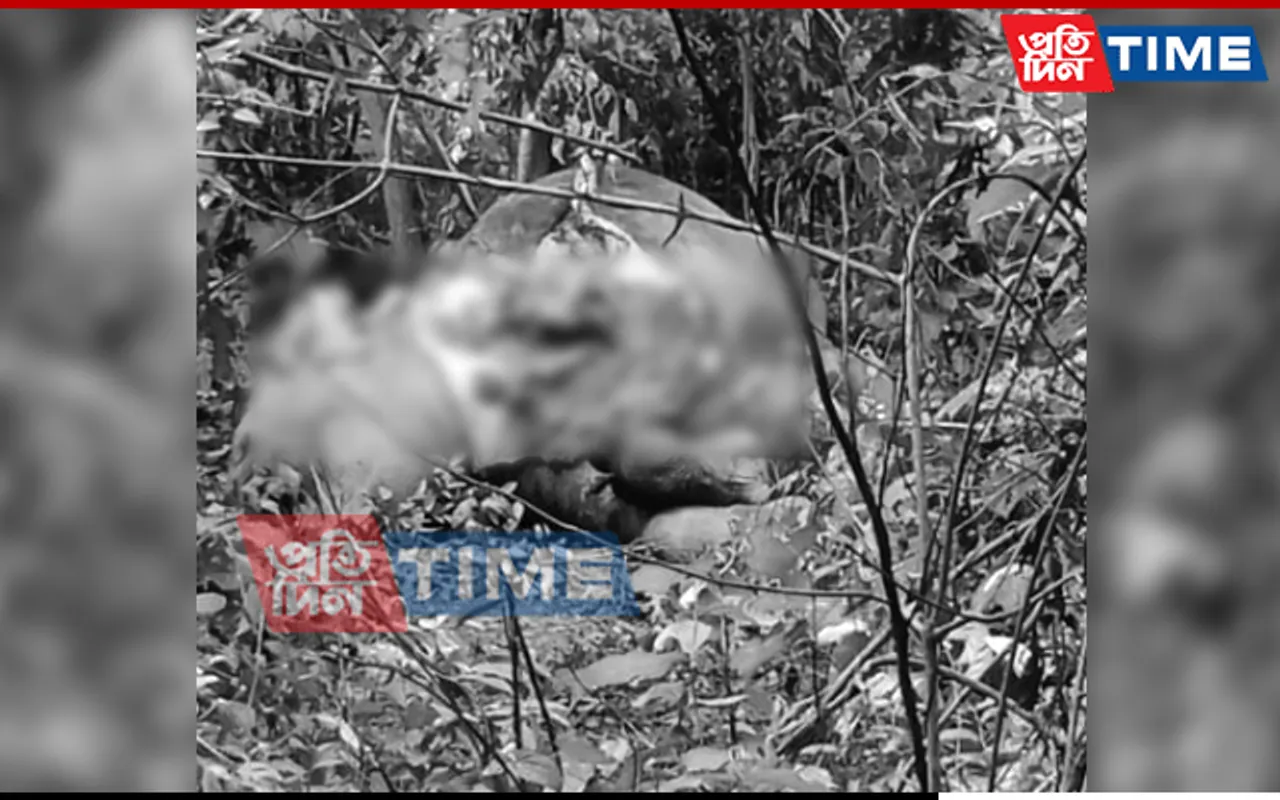 Guwahati: Elephant Carcass Found At Rani, Locals Suspect Poaching