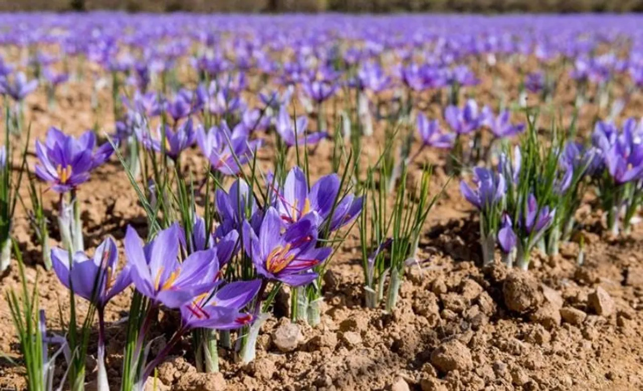 Sikkim to Launch Saffron Cultivation After Successful Trials 