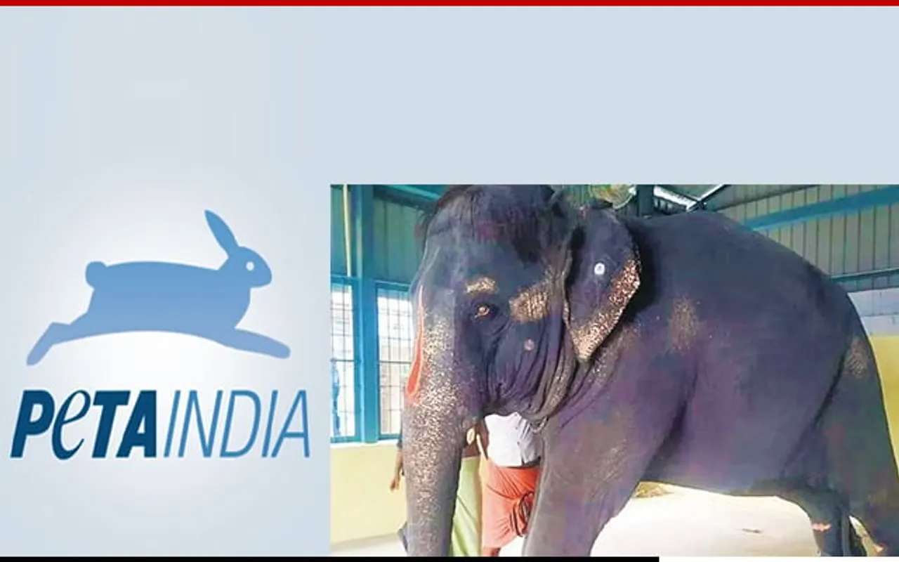 Celebrities Join PETA India to Rescue Abused Elephant Joymala