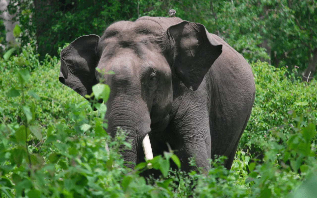 Pregnant Tusker Found Dead In Assam's Udalguri