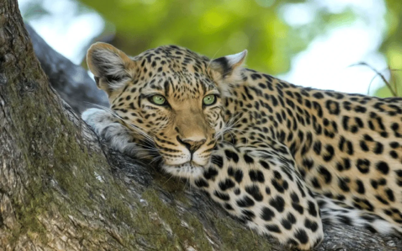 Assam: Forest Officials Rescue Leopard From Changsari