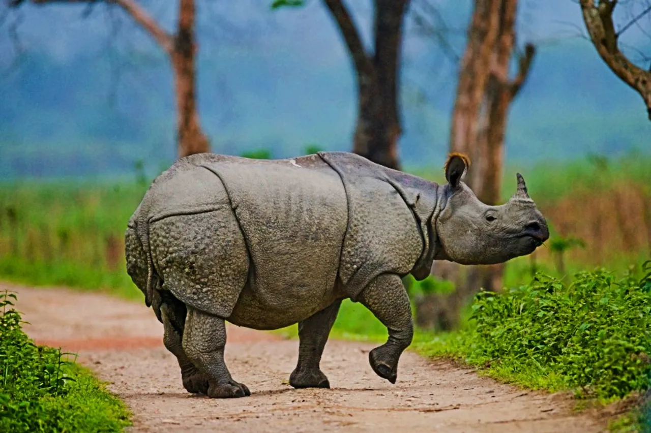 Rhino Attack Leaves Biker Dead in Assam's Pobitora
