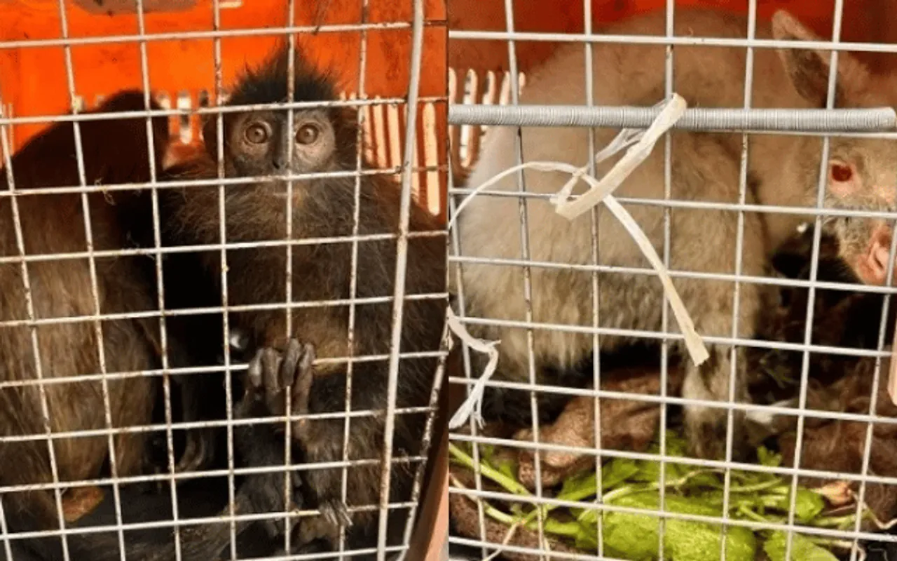 Assam: 13 Exotic Animals Rescued In Cachar