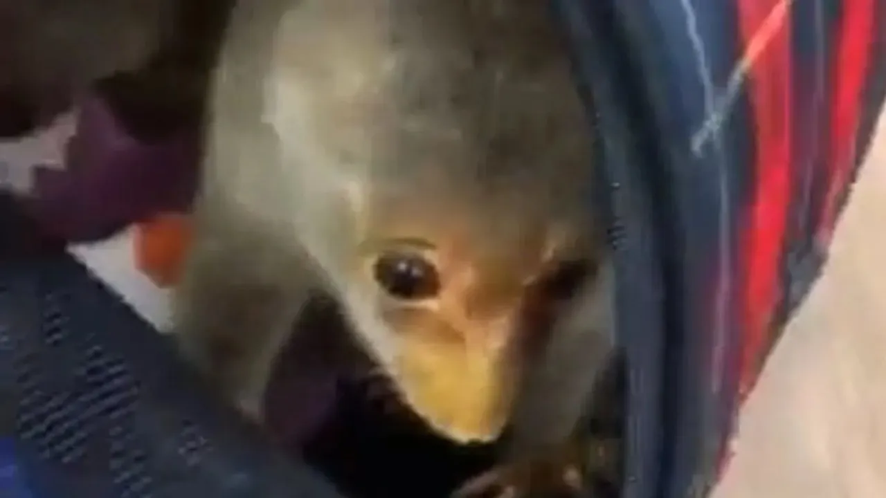 Man Held For Smuggling Exotic Animals From Thailand To India