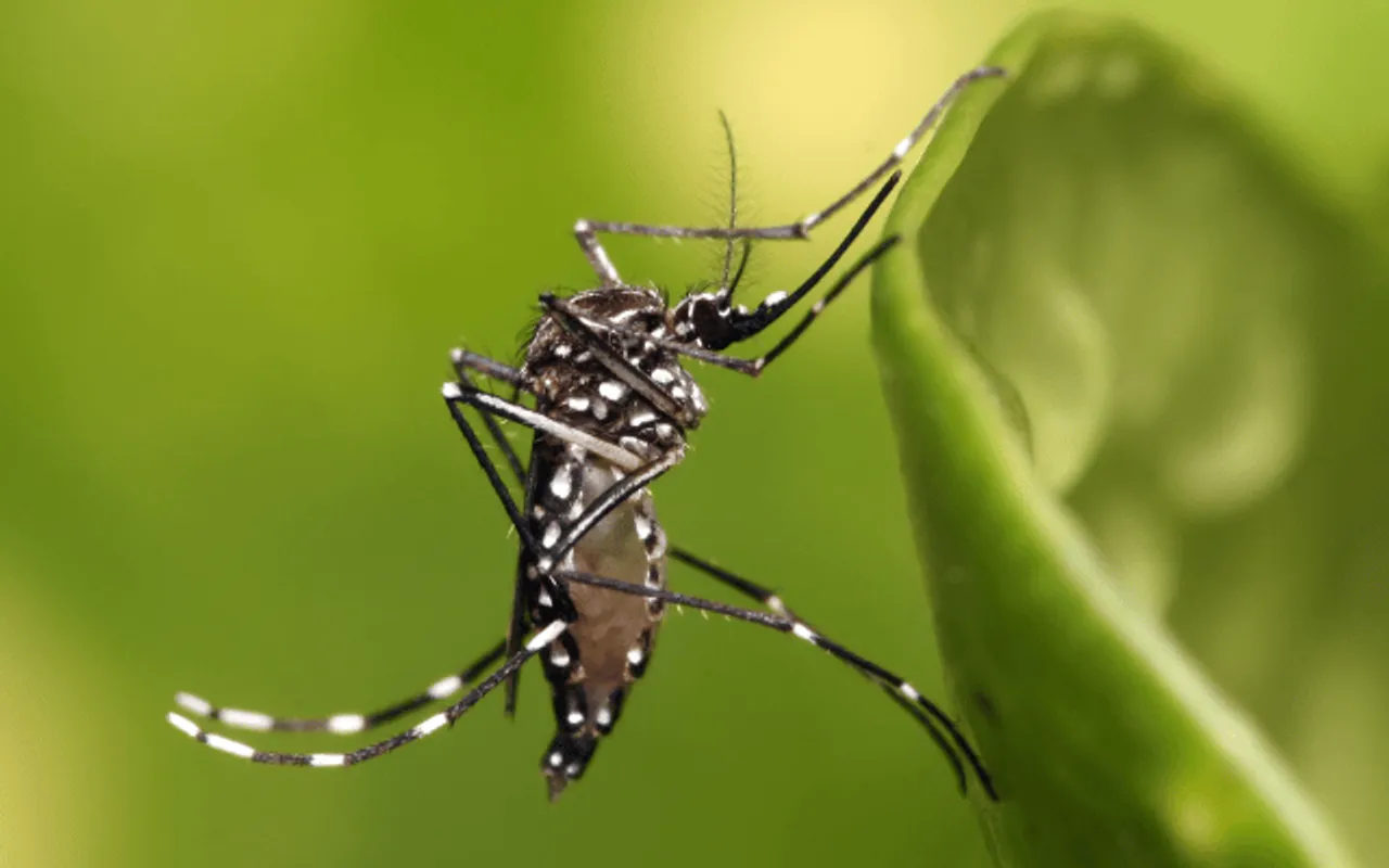 Karbi Anglong In Assam Worst Hit As Dengue Cases Rise