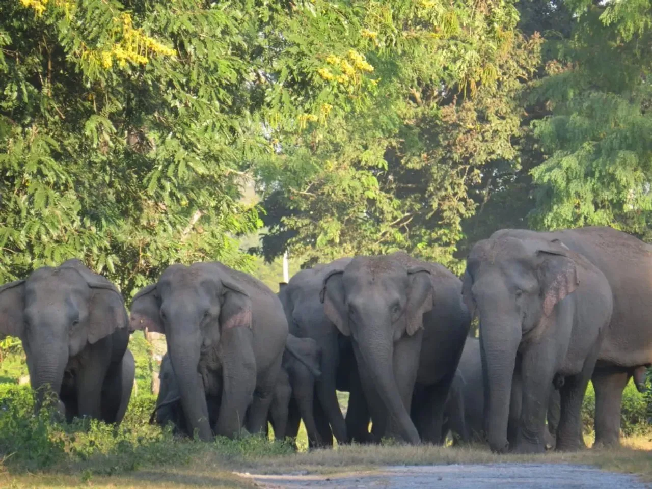 Elephant Rampage Causes Panic in Assam, Resulting in Casualties