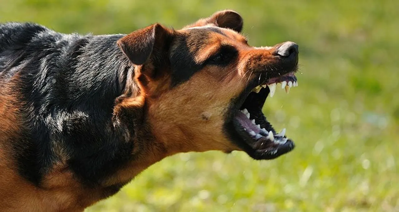 Pet Dog Attacks: Noida Authority to Impose Fine of Rs 10,000