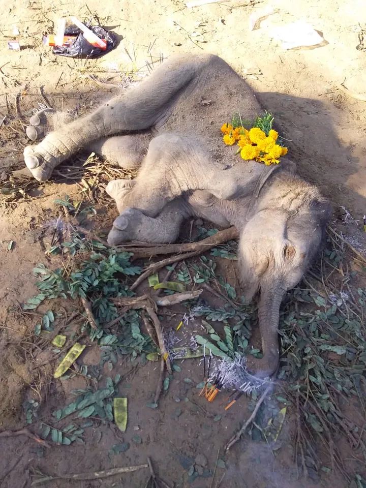 Assam: Carcass Of Elephant Calf Recovered In Jorhat