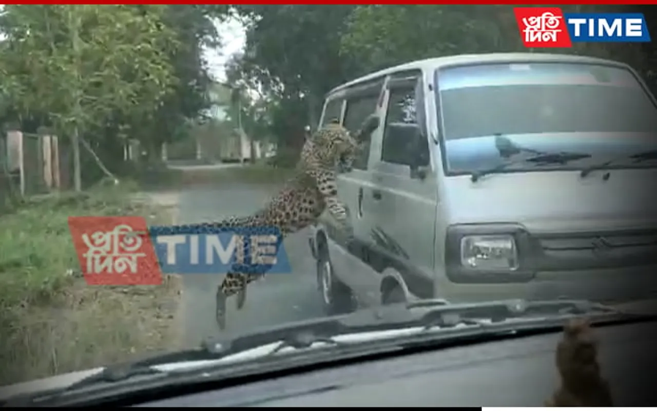 Assam: Leopard Causing Menace in Jorhat Succumbs to Injuries