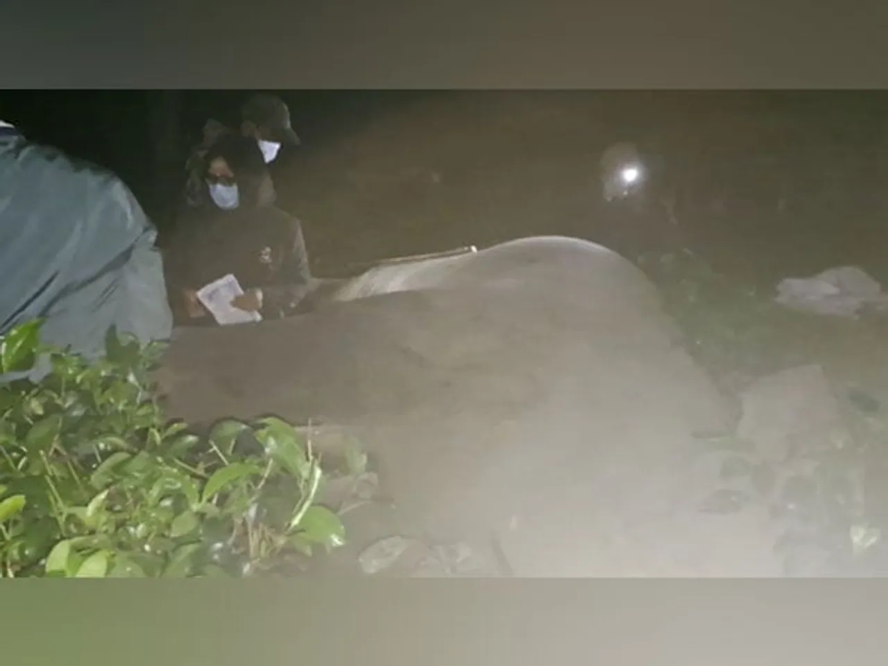 Assam: Tusker Found Dead at Tea Estate In Sonitpur