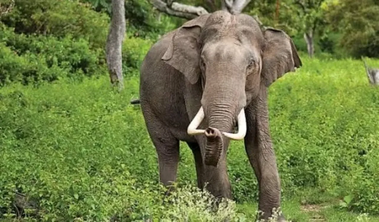 Man Trampled To Death By Wild Tusker In Guwahati