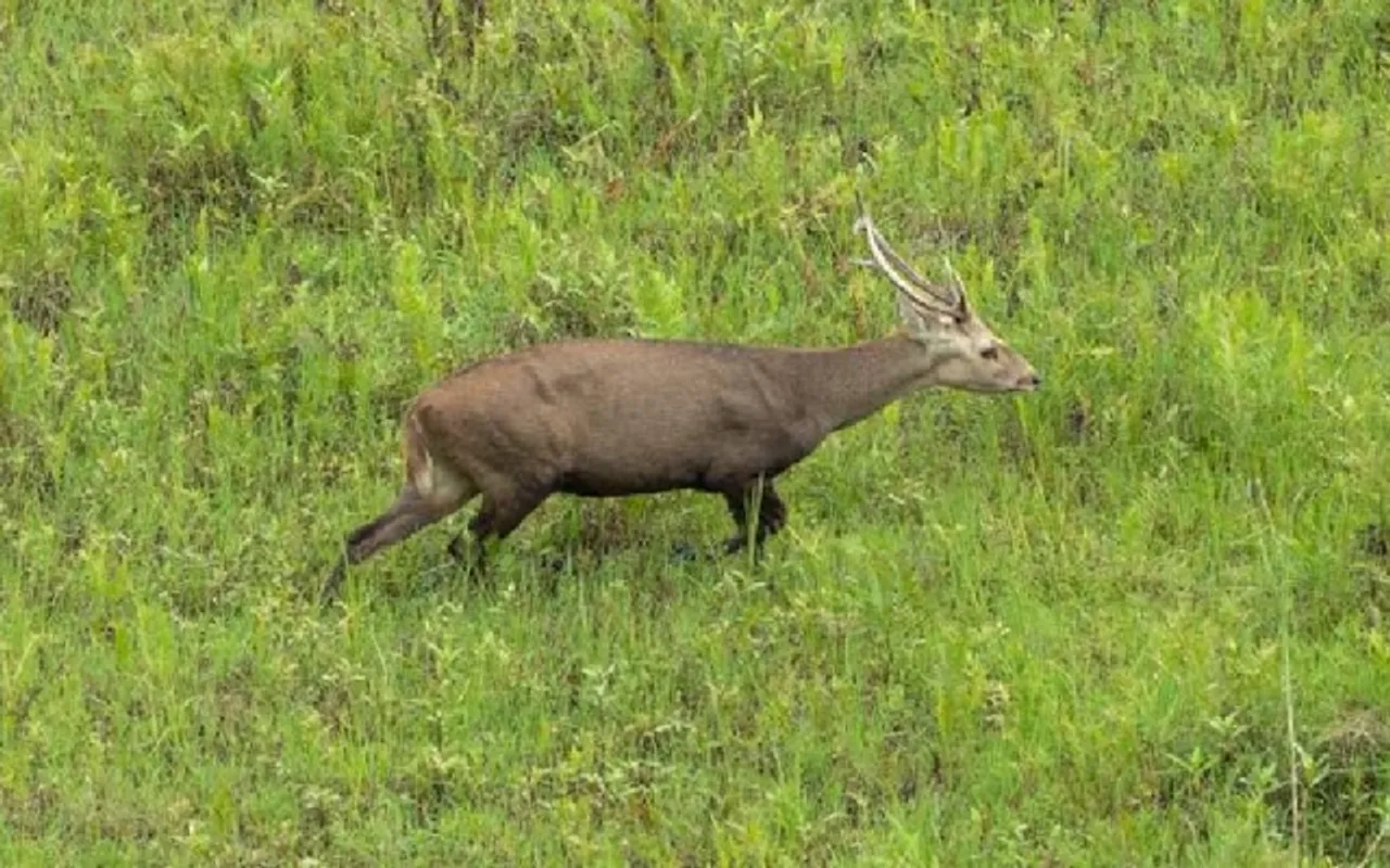 Manipur: Two Hog Deer Carcasses Found in Loktak Lake