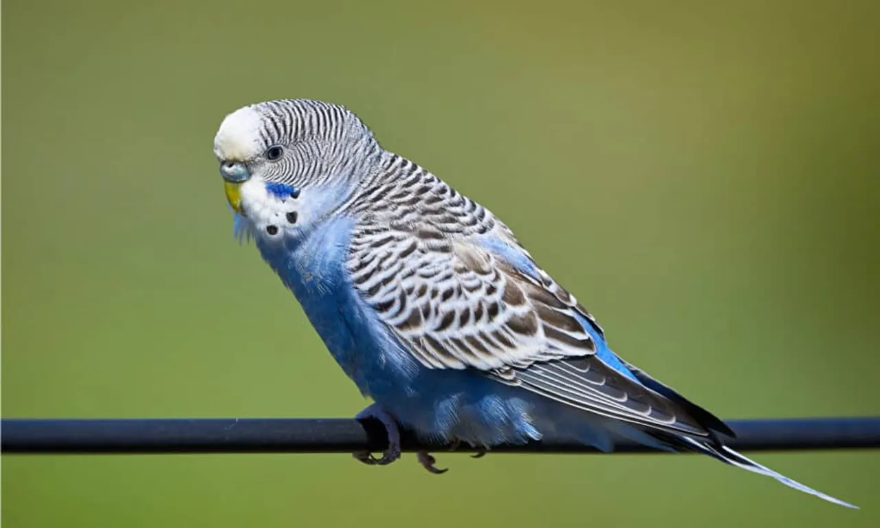 Trying To Sell Parakeets On Social Media Proved Costly For Assam Youtuber
