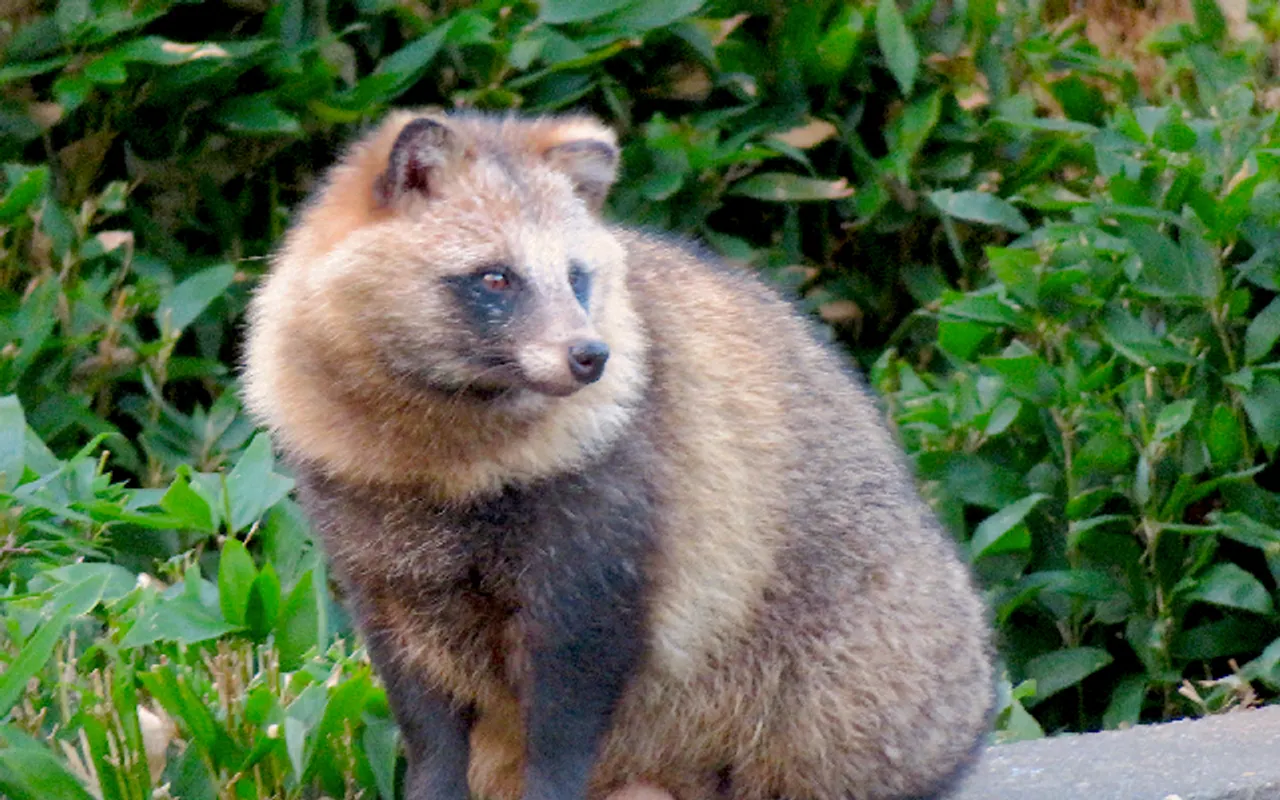 Covid pandemic May Have Originated from Raccoon Dogs at Wuhan Market, Claims Study