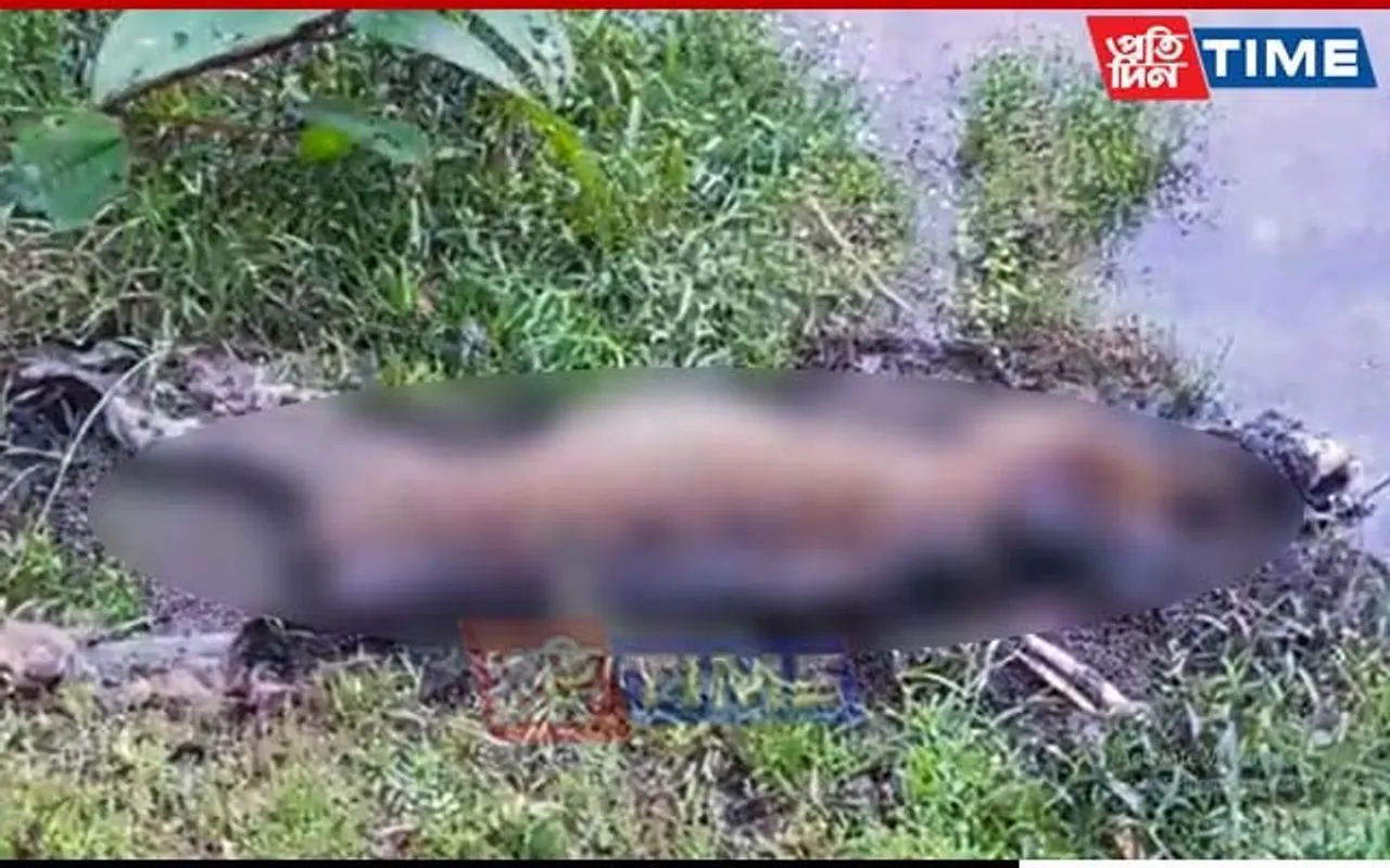 Leopard Carcass Found in Assam’s Jorhat