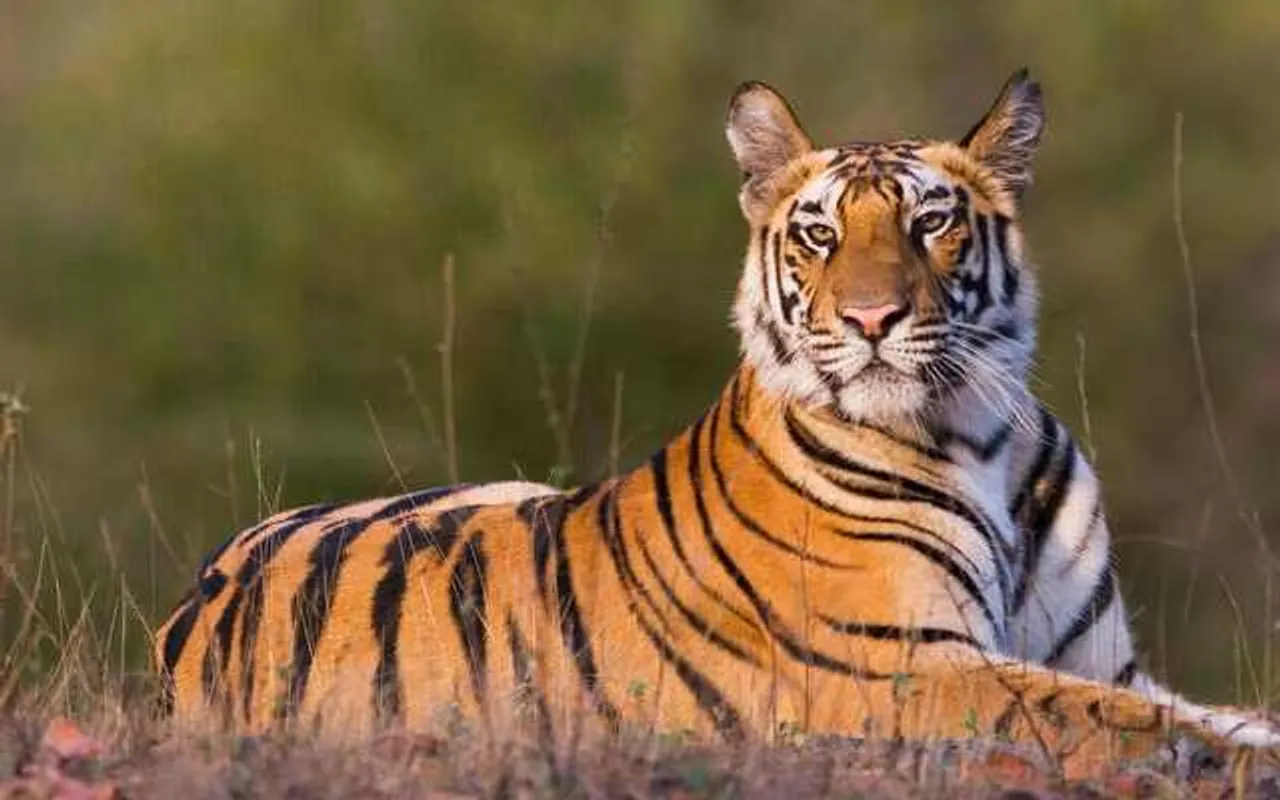 India’s Tiger Population Rises by 400 in Past Four Years