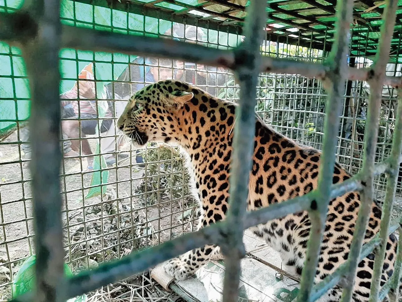 Stray Leopard Caged In Tinsukia’s Pengri