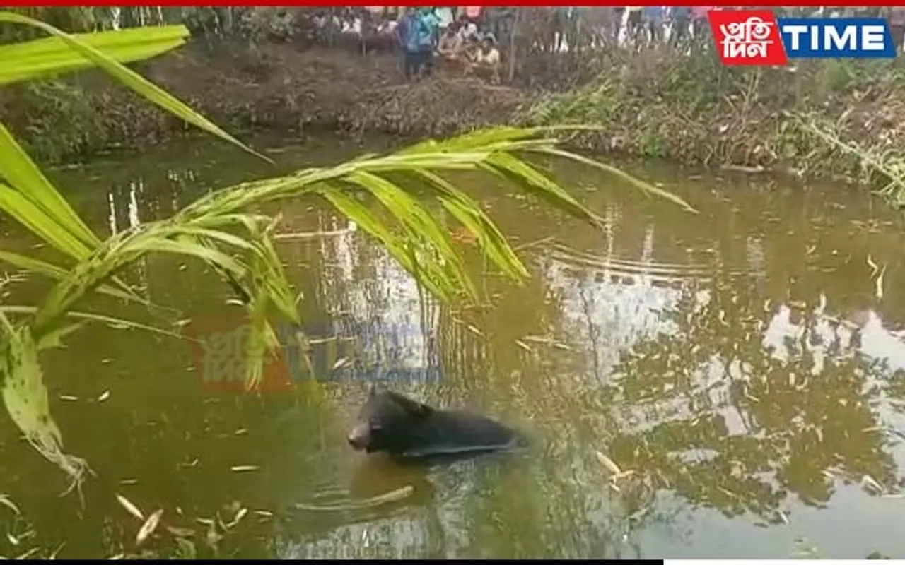 Assam: Woman, 3 Others Critically Injured In Bear Attack
