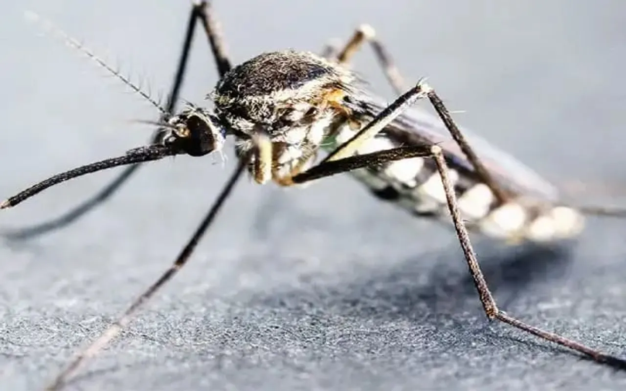 Malaria Cases, Deaths In Nagaland Witnessing Downward Trend