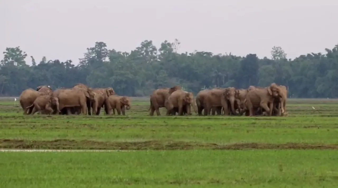 Wild Elephants Create Havoc in Assam’s Kampur, Force Schools to Shut Down
