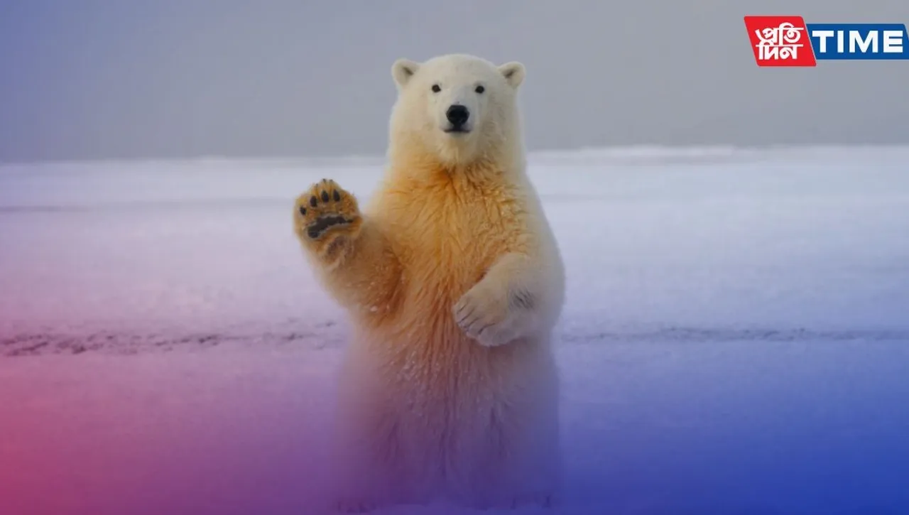 I Turn Polar Bears White Riddle: Check Out The Answer and Logical Explanation 