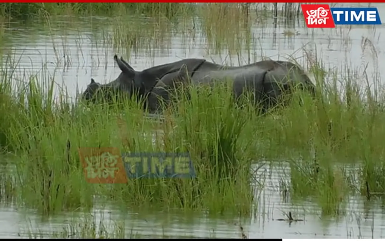 Assam Floods: Kaziranga National Park Faces Wildlife Safety Concerns