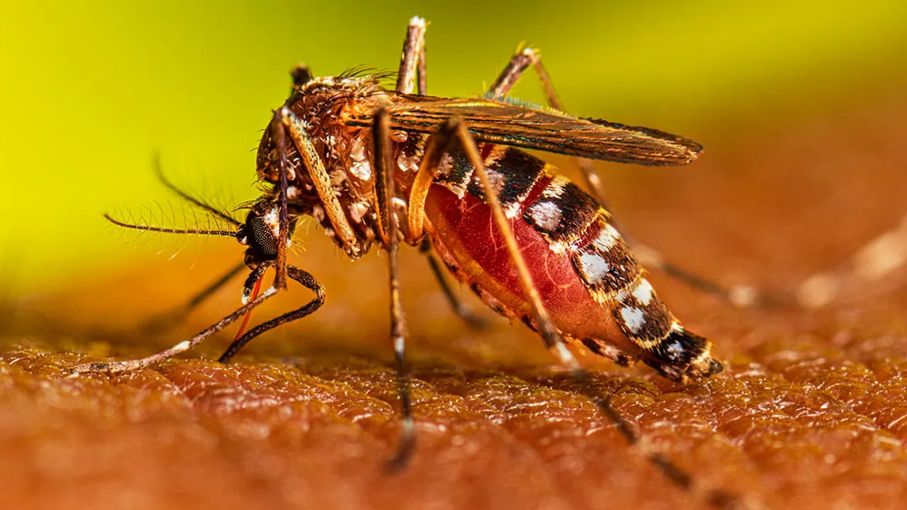 Kejriwal Govt Strengthens Preparations Against Dengue; Mega-Action Plan Approved